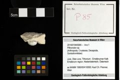 Foto (Objekt + Etiketten) von Pithonoton sp. 